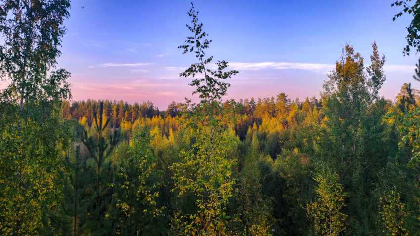 Верхушки берёз и сосен на фоне закатного неба