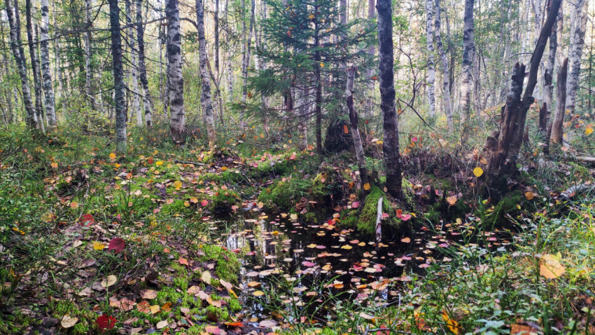 Осеннее болото с листвой на воде в берёзовом лесу