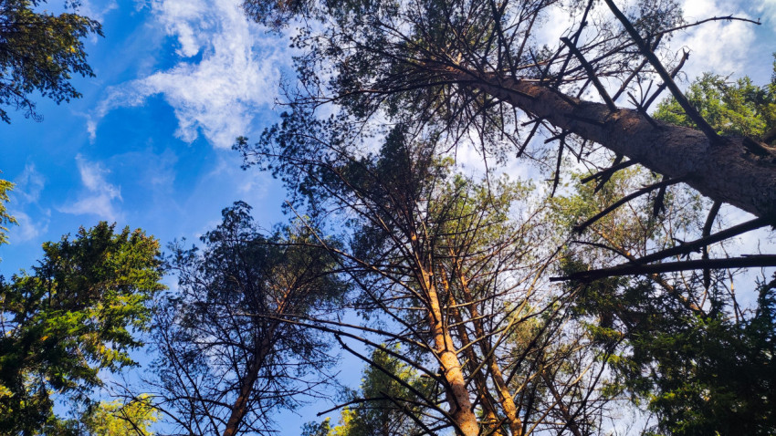 Вид вверх на кроны сосен и голубое небо