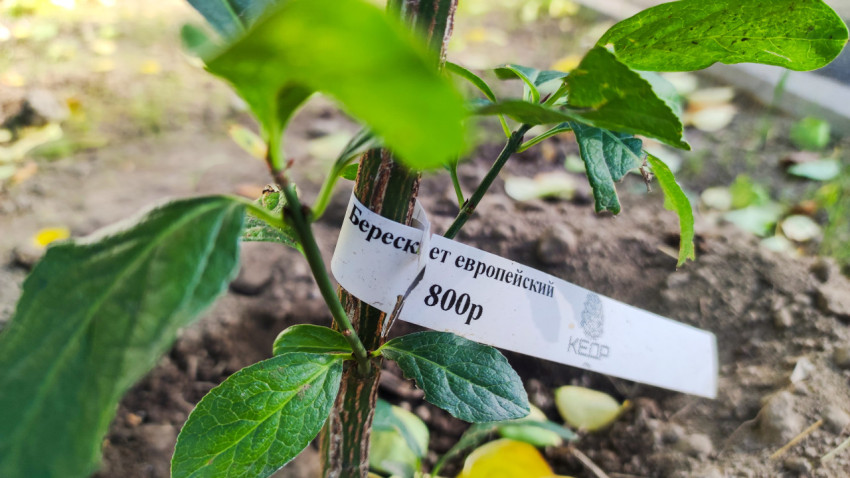 Молодое растение бересклета с биркой "Бересклет европейский"