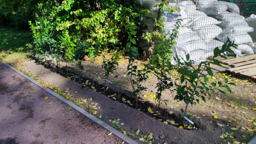 Молодые кустарники, высаженные вдоль дорожки