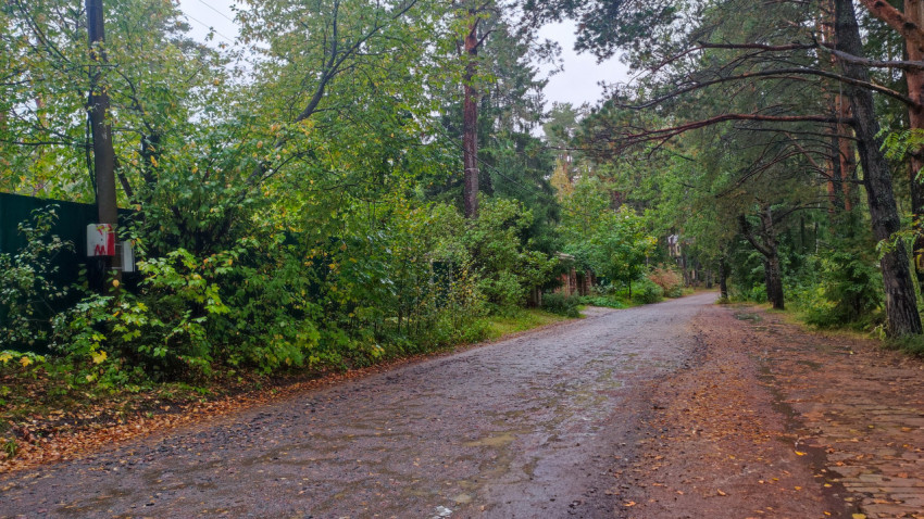 Гравийная дорога среди хвойных и лиственных деревьев после дождя