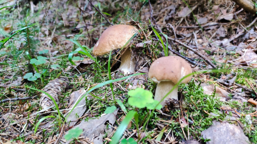 Два гриба белых на подстилке лесной