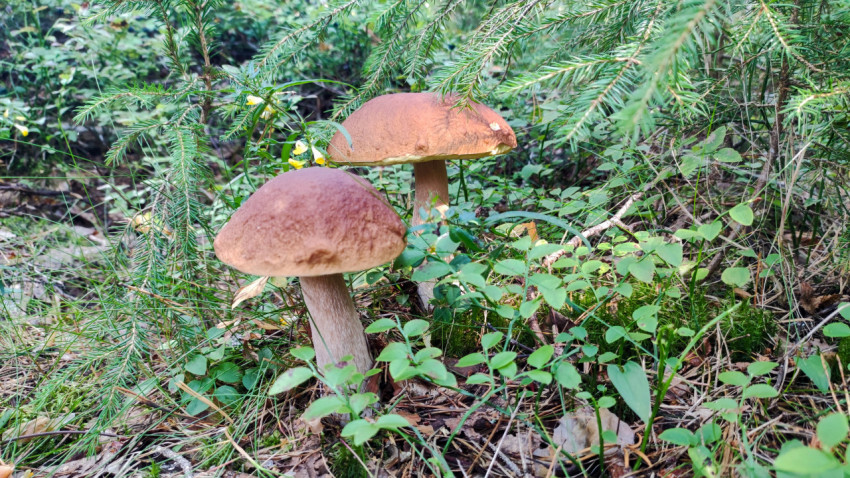 Два белых гриба среди хвойных ветвей и лесной растительности