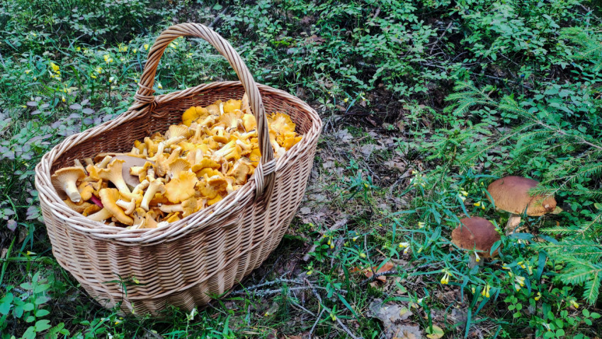 Корзина с лисичками и белыми грибами на фоне леса