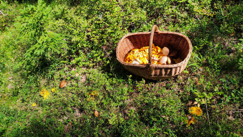 Плетёная корзина с грибами на траве в лесу