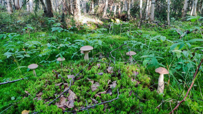Несколько грибов в зеленом мху среди леса