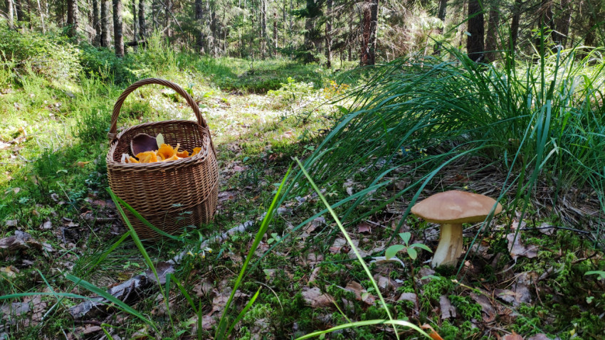 Корзина с грибами и белый гриб на переднем плане
