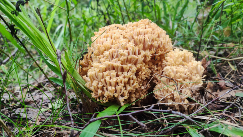 Рогатик в лесу среди травянистой растительности