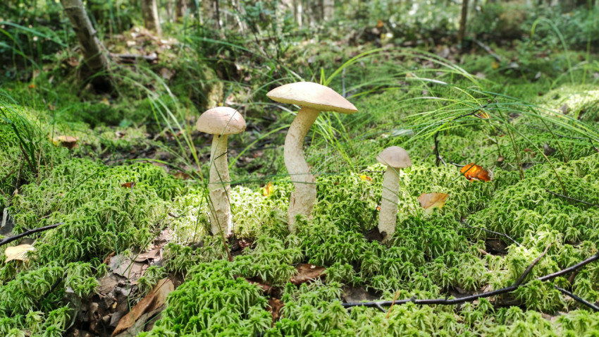 Подберёзовики в лесу среди мха