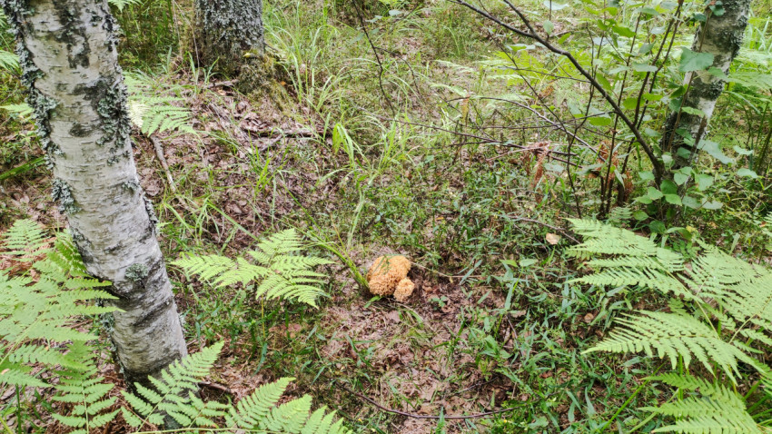 Рогатик в лесу рядом с берёзой и папоротником