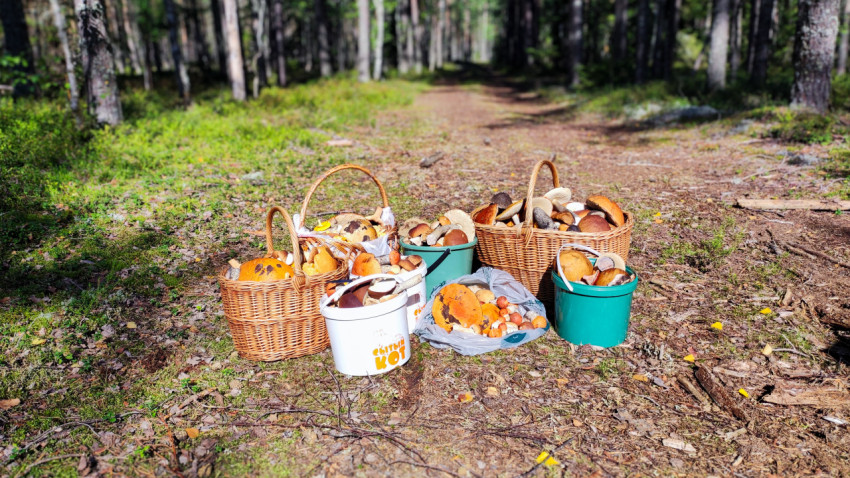 Урожай грибов в корзинах и ведрах на лесной дороге