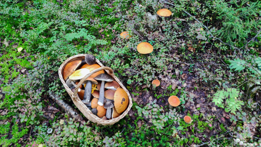 Корзина с грибами и грибы на земле