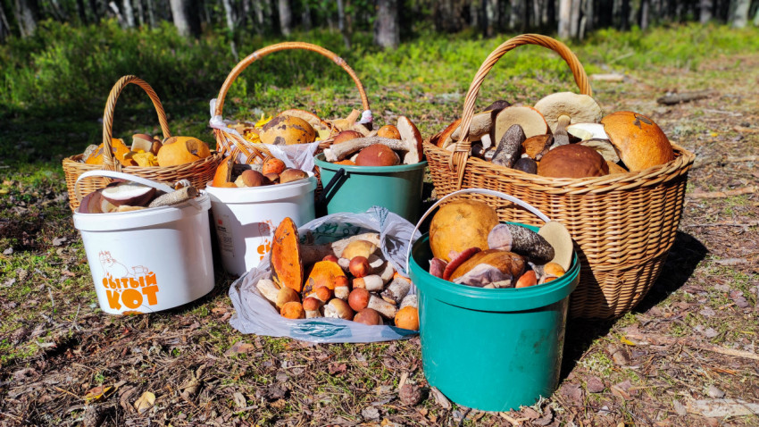 Корзины и ведра с грибами крупным планом