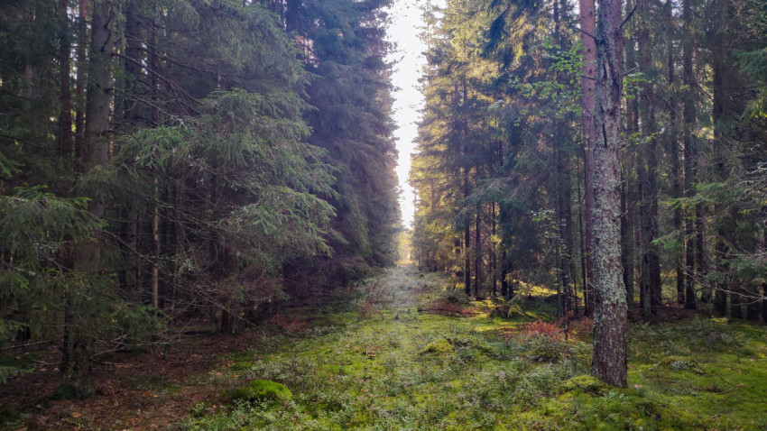 Лесная просека между хвойными деревьями