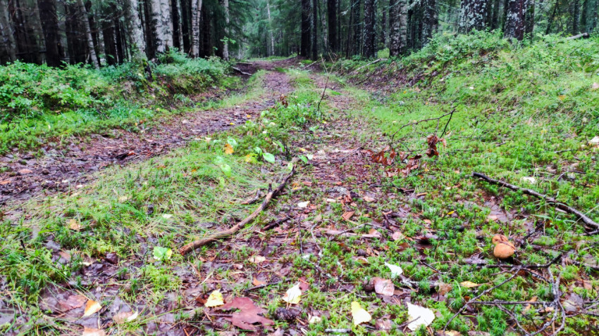 Лесная тропа после дождя