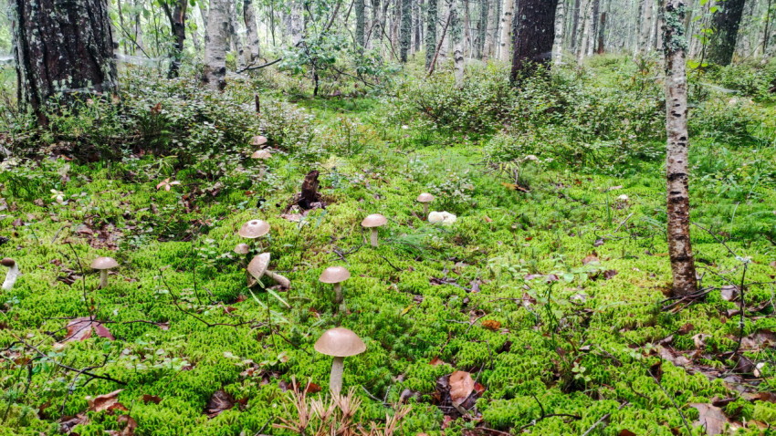 Съедобные грибы в мшистом березовом лесу
