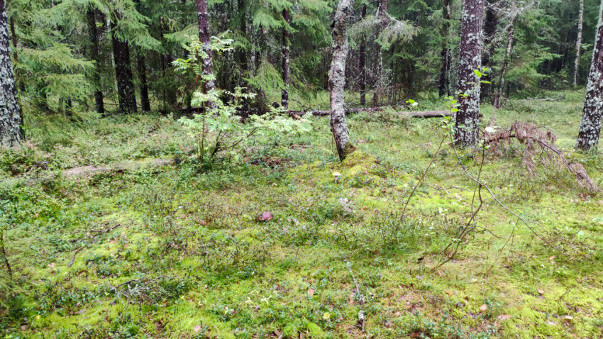 Лесная поляна с деревьями и мхом