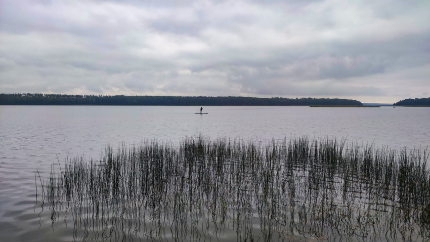 Озеро с камышами и человеком на сапборде