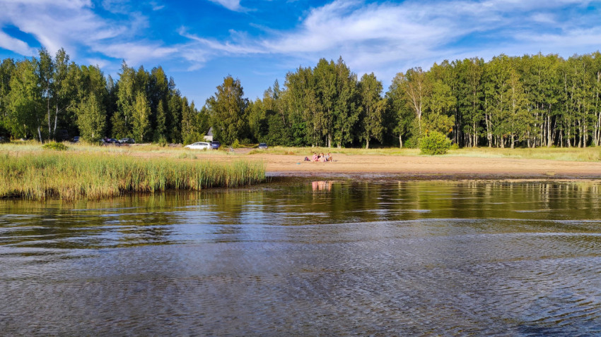 Песчаный пляж у леса на берегу водоема