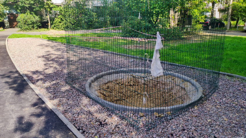 Огороженная площадка для посадки дерева во дворе