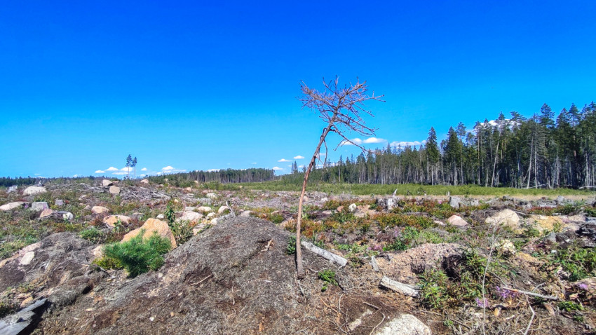 Вырубленный участок леса с одиноким деревом