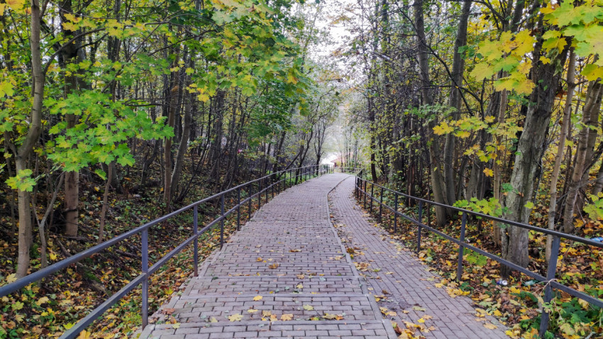 Асфальтированная дорожка с перилами в лесу осенью