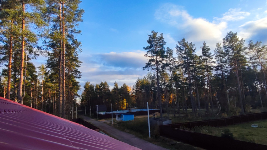 Освещённый вечерним солнцем сосновый лес у загородных домов