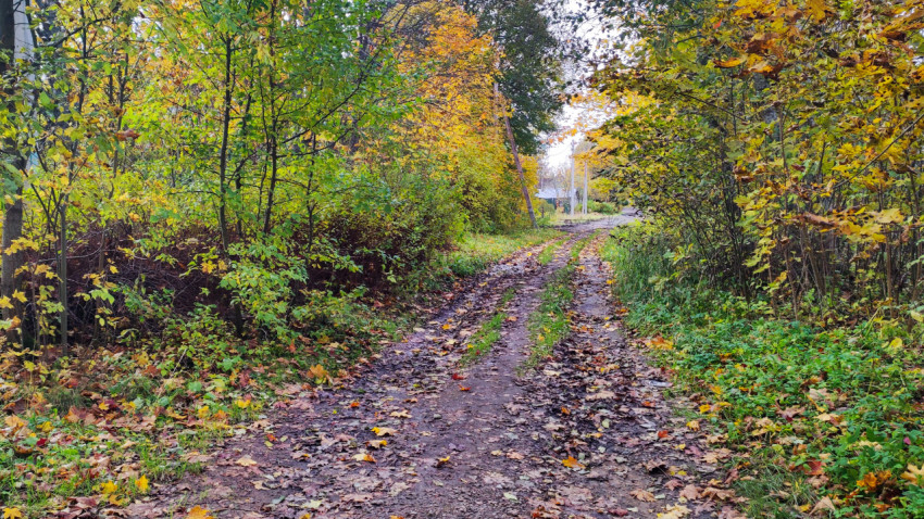 Грунтовая дорога в лесополосе с осенними листьями и колеями
