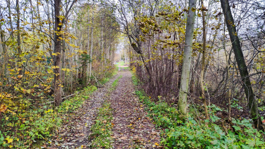 Лесная тропа с опавшими листьями в осеннем лесу