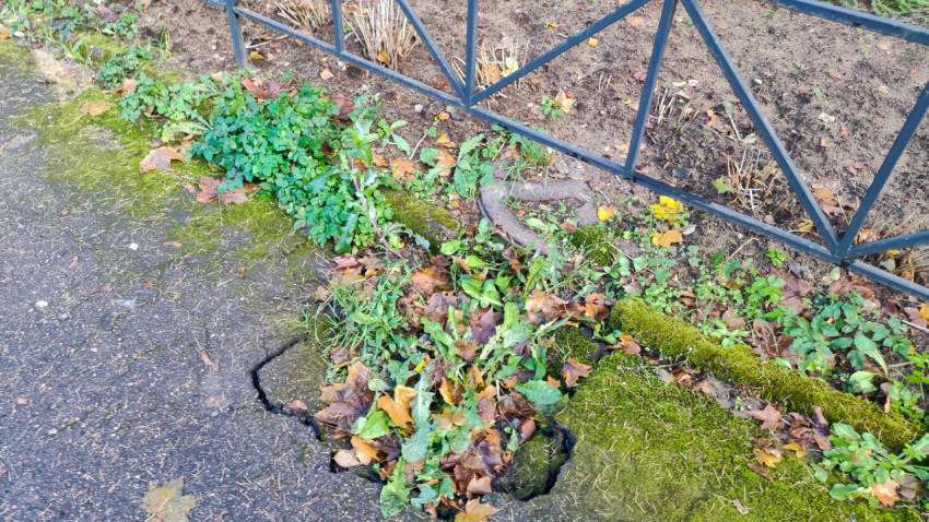 Корневая деформация тротуарного покрытия вдоль ограждения