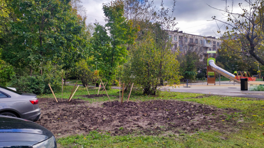 Молодые деревья, высаженные у детской площадки