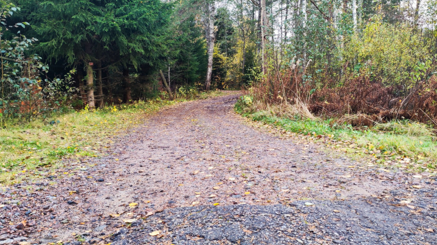 Лесная грунтовая дорога с остатками гравия и осенней листвой