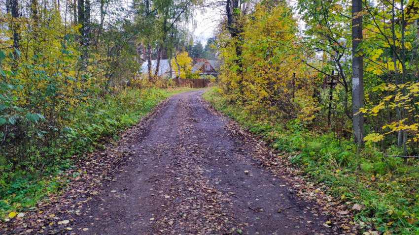 Грунтовая дорога среди осеннего леса в деревне
