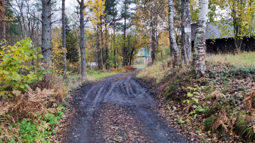 Грунтовая дорога в лесопосадке с берёзами