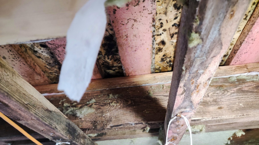Деревянные конструкции перекрытия с плесенью и утеплителем