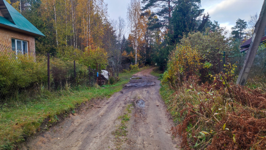 Грунтовая дорога у домов на опушке леса