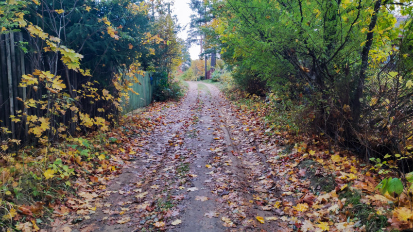 Узкая проселочная дорога, покрытая опавшей листвой