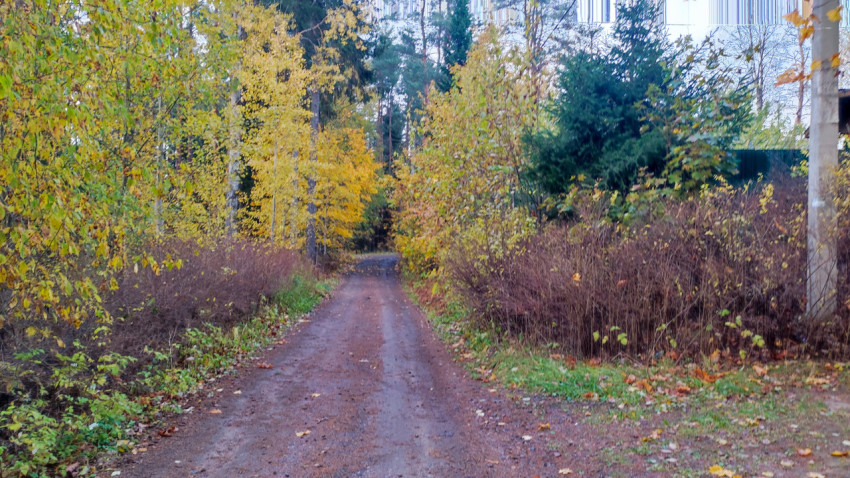 Грунтовая дорога среди осенних деревьев и кустарников