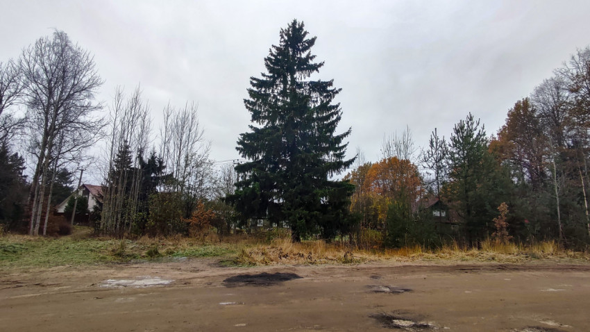 Большая ель на фоне деревенского пейзажа осенью