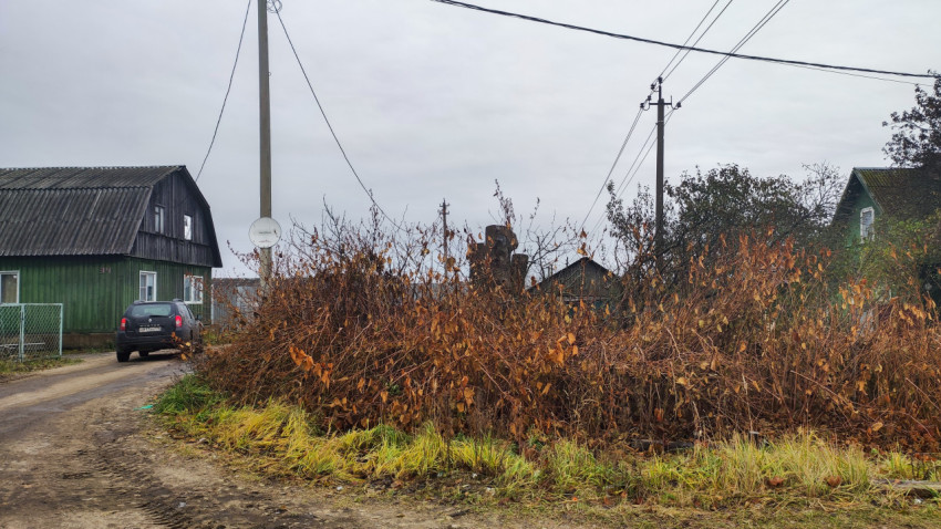 Осенний участок с обрезанными деревьями и кустарником в деревне