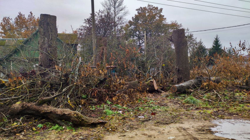 Спиленные деревья и ветви у деревянного дома