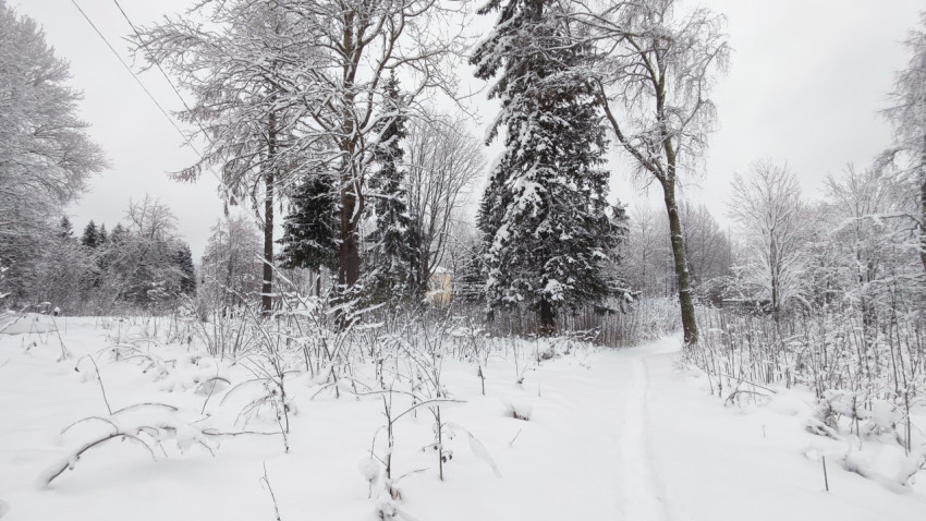 Снежная тропа через прирост молодой поросли