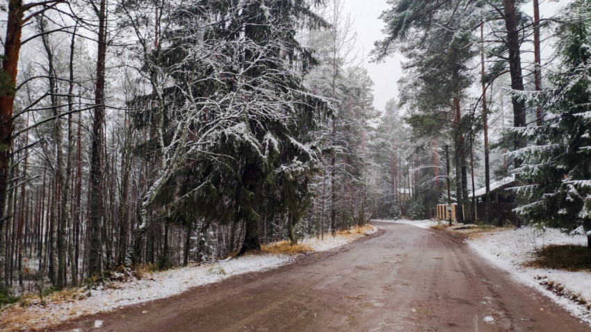 Заснеженная дорога в хвойном лесу