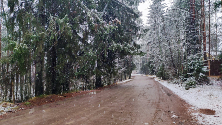 Грунтовая дорога в заснеженном хвойном лесу