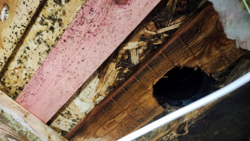 Повреждение деревянных конструкций и следы плесени под кровлей