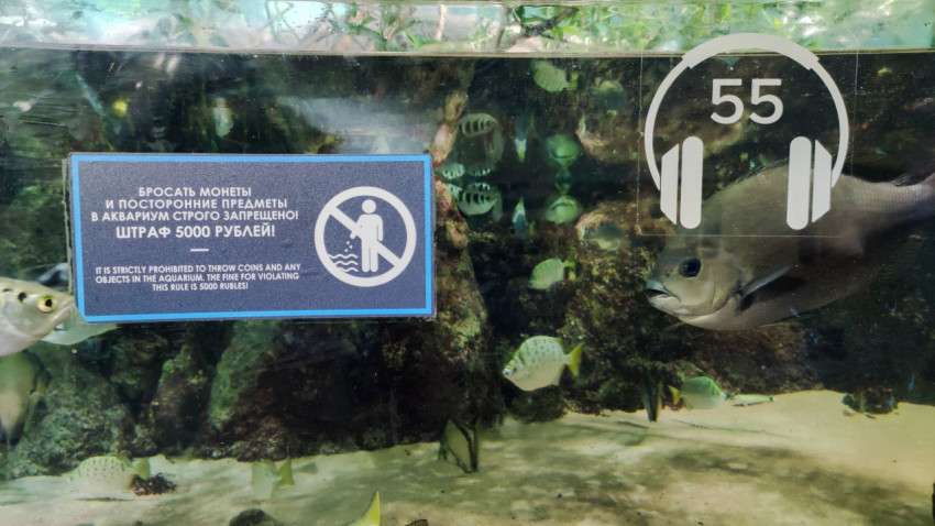 Табличка с запретом бросать предметы в аквариум в «Москвариуме»