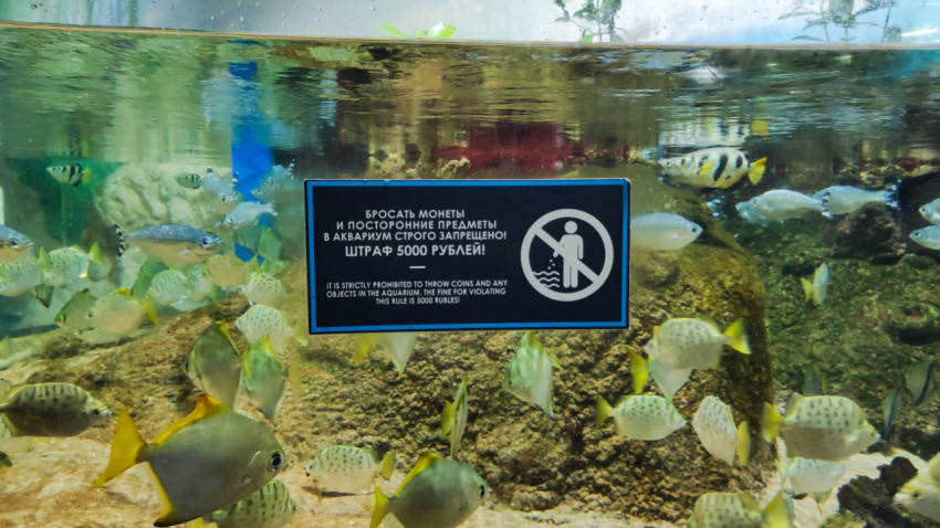 Предупреждающий знак на аквариуме в экспозиции «Москвариума»