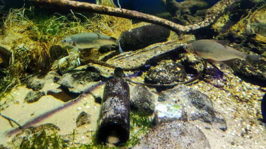 Рыбы и затонувшие предметы в аквариумной экспозиции