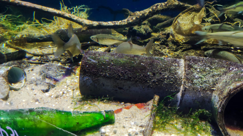 Экспозиция аквариума в Москвариуме с элементами имитации загрязнения